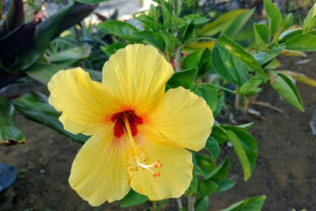 Pahoa Paradise Palms מראה חיצוני תמונה