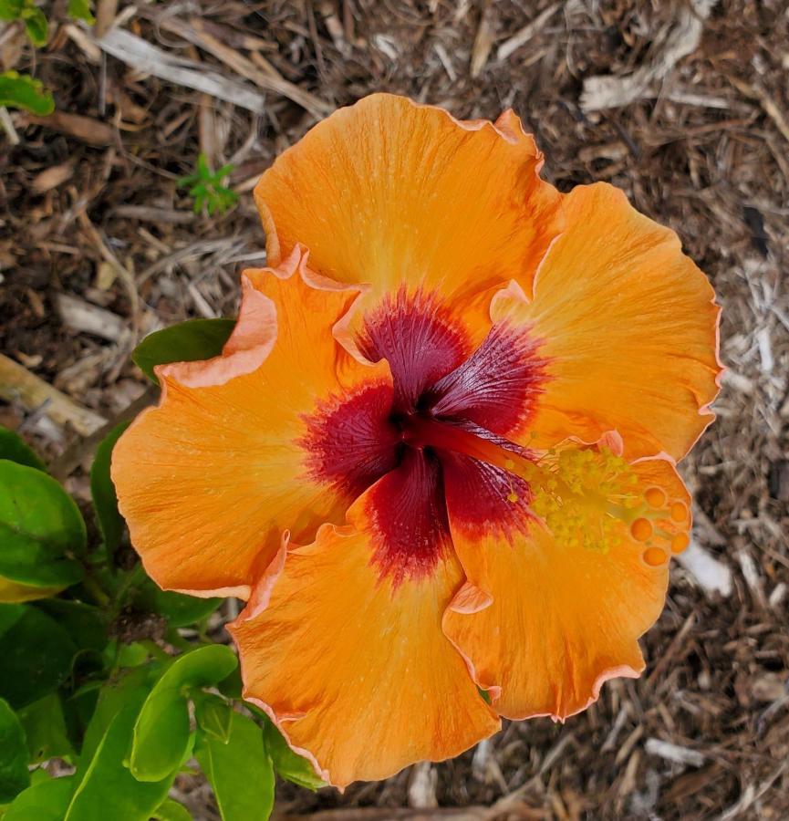 Pahoa Paradise Palms מראה חיצוני תמונה